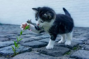 animaux de compagnie